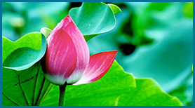 Thiên Thần Trong Trái Tim Tôi